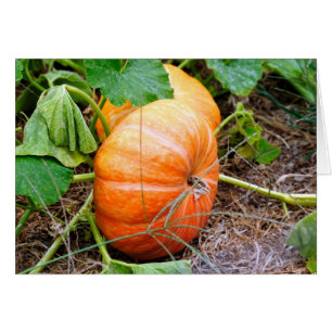 Naranja Cinderella Pumpkin