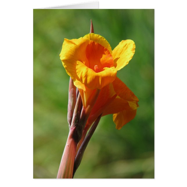 Naranja claro (Frente)