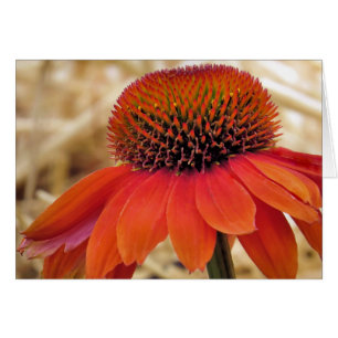 Naranja Coneflower