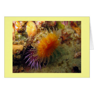 Naranja Cup Coral