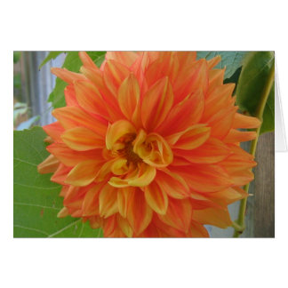 Naranja Dahlia