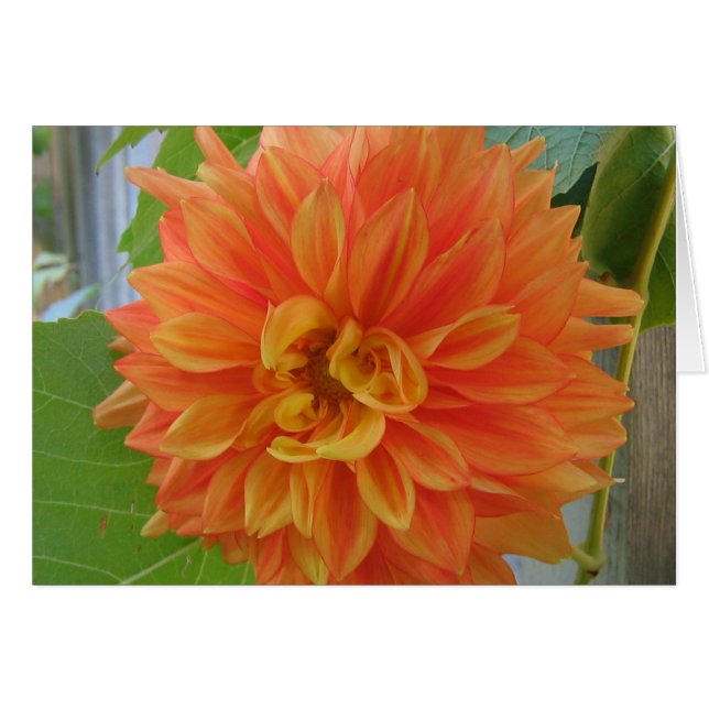 Naranja Dahlia (Anverso (Horizontal))
