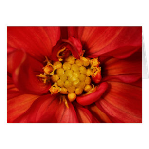 Naranja Dahlia Flower