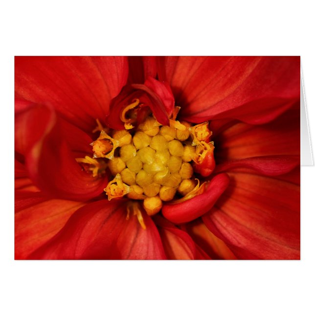 Naranja Dahlia Flower (Anverso (Horizontal))