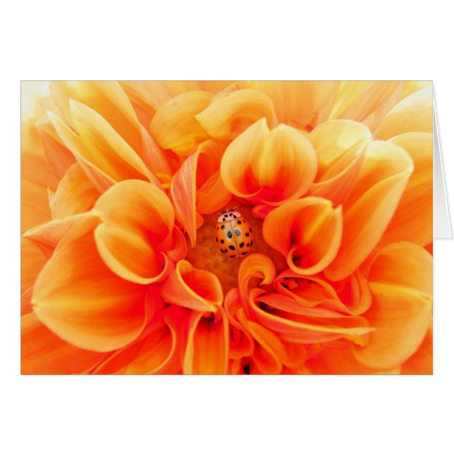 Naranja Dahlia y Ladybug (Anverso (Horizontal))