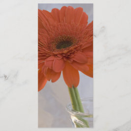 Naranja Daisy en el programa de casamiento en bols
