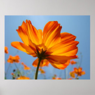 Naranja Daisy Flowers Impresiones de arte floral D