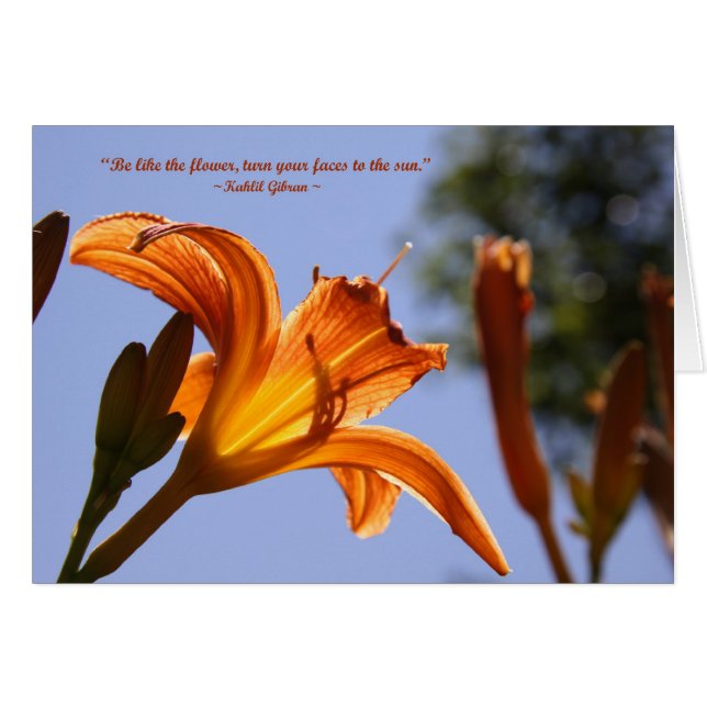Naranja day lily (Anverso (Horizontal))