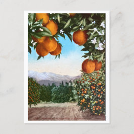 Naranja de California compra una postal en blanco