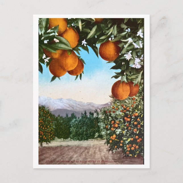 Naranja de California compra una postal en blanco (Anverso)