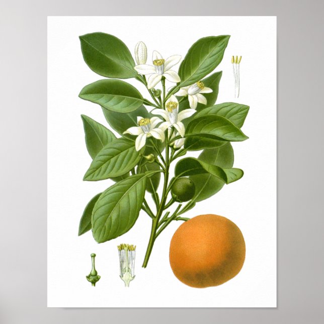 Naranja de cítricos de fruta impresión botánica nº (Frente)
