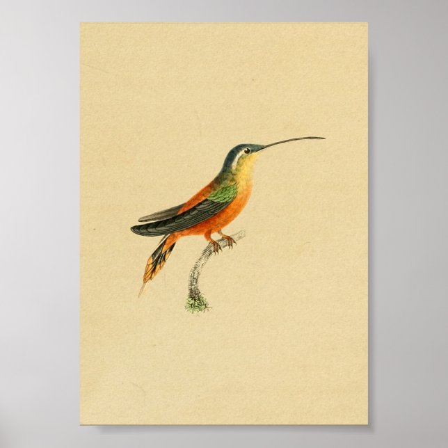 Naranja de impresión de Hummingbird 1830 amarillo (Frente)