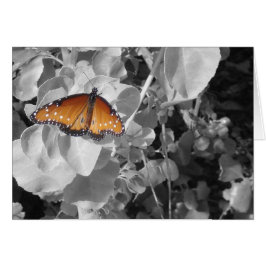 Naranja de mariposa Monarca Láminas blancas negras