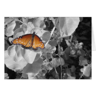 Naranja de mariposa Monarca Láminas blancas negras