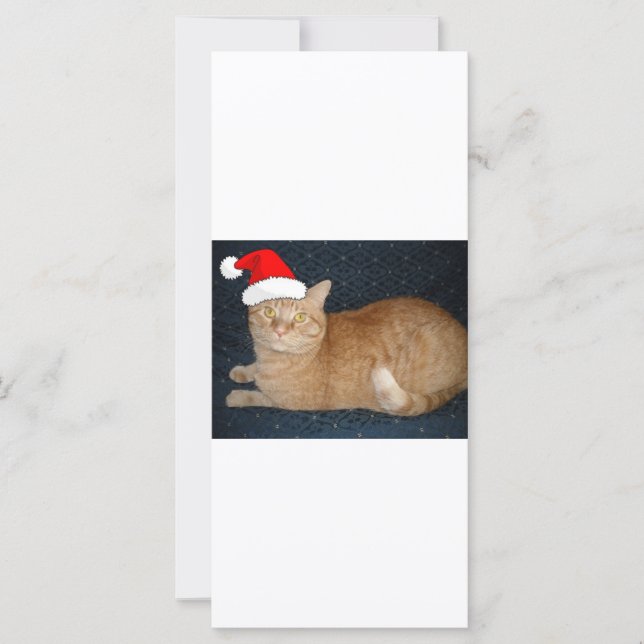 Naranja de navidades Tabby Cat (Anverso)