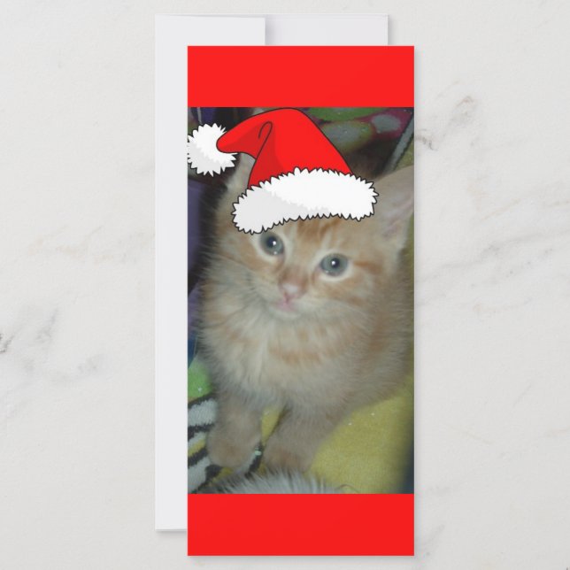 Naranja de navidades Tabby Kitten (Anverso)