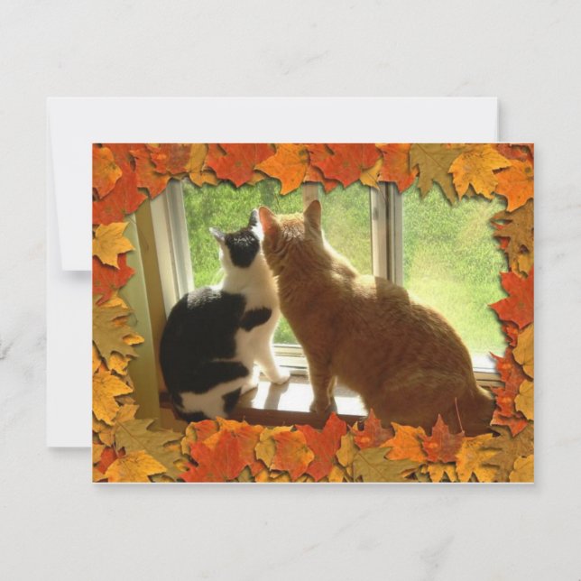 Naranja de otoño Tabby Cats (Anverso)