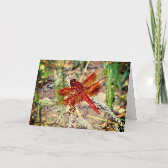 Naranja de tarjetas de felicitación Dragonfly (Anverso)