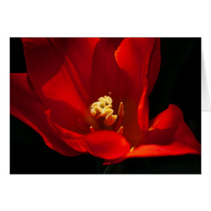 Naranja de Tulip Synaeda