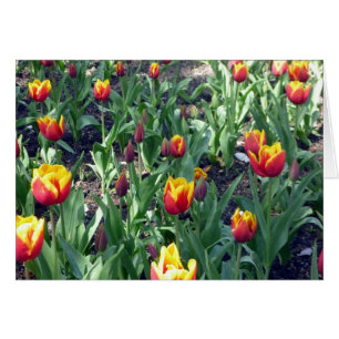 naranja de tulipán