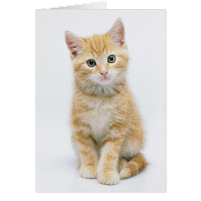 Naranja dulce Tabby (Frente)