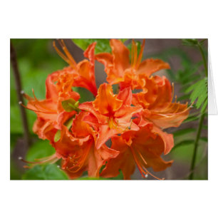 Naranja Flores Azalea Fotografía Floral