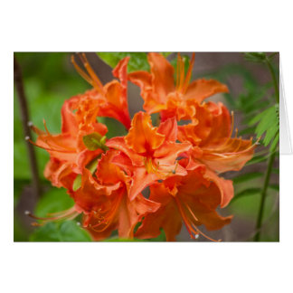 Naranja Flores Azalea Fotografía Floral