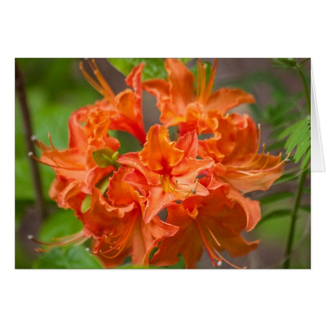 Naranja Flores Azalea Fotografía Floral (Anverso (Horizontal))