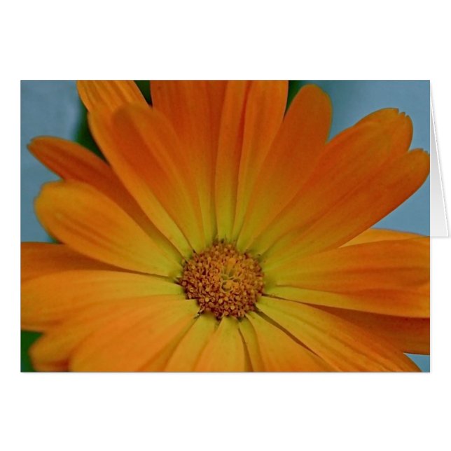 Naranja Gerber Daisy (Anverso (Horizontal))