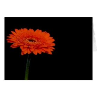 naranja gerbera1