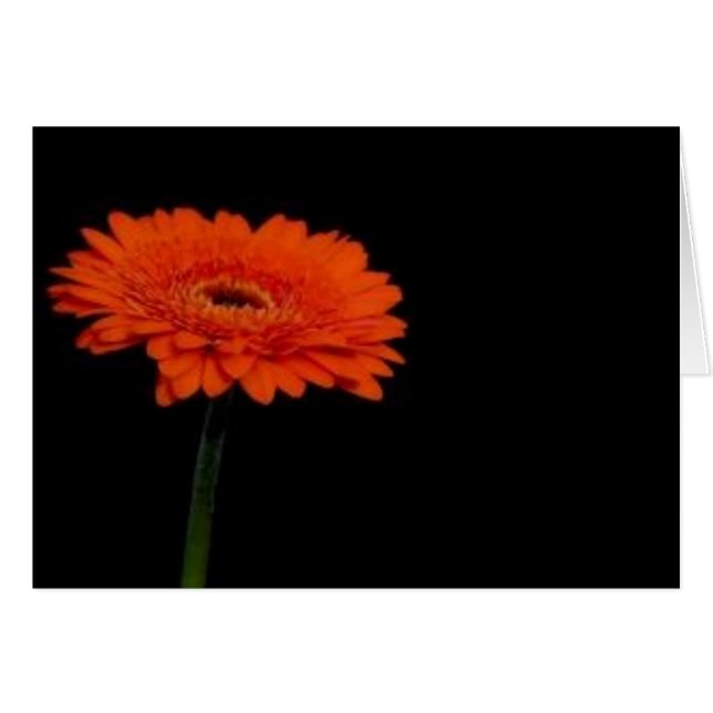 naranja gerbera1 (Anverso (Horizontal))