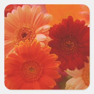 Naranja Gerbera Daisy Flores Decretos Pegatinas de