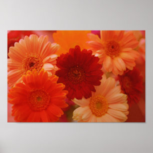 Naranja Gerbera Daisy Flores Poster de arte mural