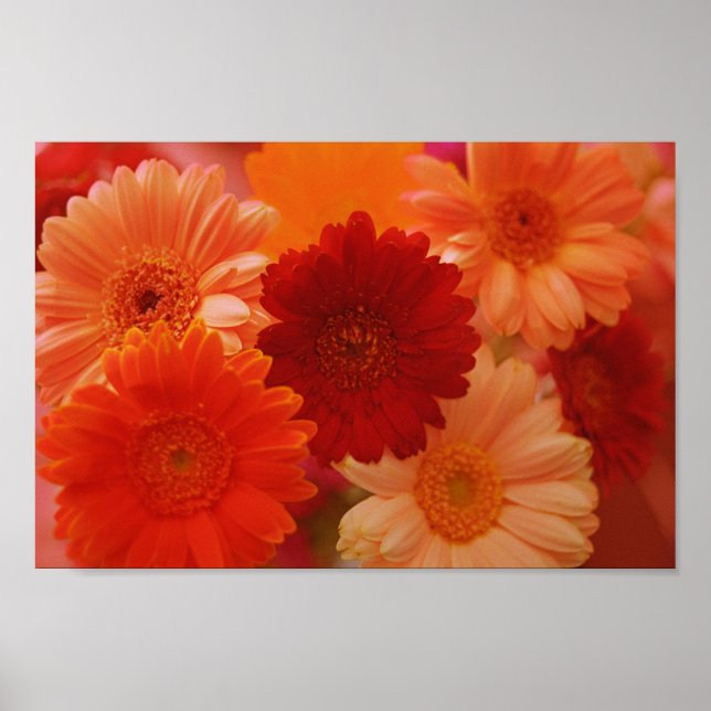 Naranja Gerbera Daisy Flores Poster de arte mural (Frente)