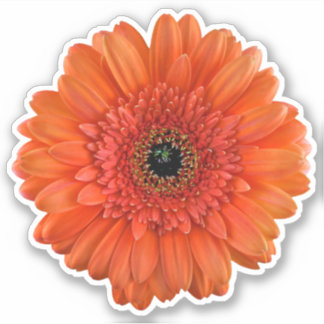 Naranja Gerbera Daisy Flower Kiss-Cut Pegatina