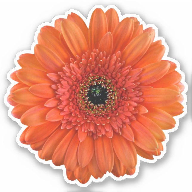 Naranja Gerbera Daisy Flower Kiss-Cut Pegatina (Anverso)