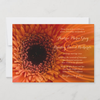 Naranja Gerbera Daisy Macro Wedding Invitación