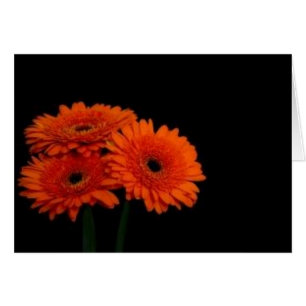 naranja gerberas2
