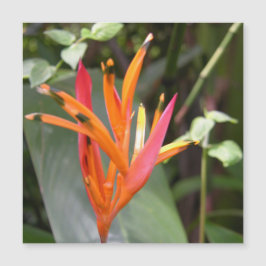 Naranja hawaiano pájaro de la flor del paraíso