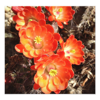 Naranja Hedgehog Cactus Flores foto impresa