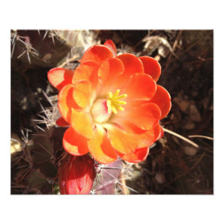 Naranja Hedgehog Cactus Impresión de la foto de la