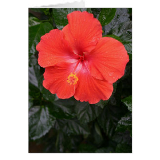 Naranja Hibiscus Flower