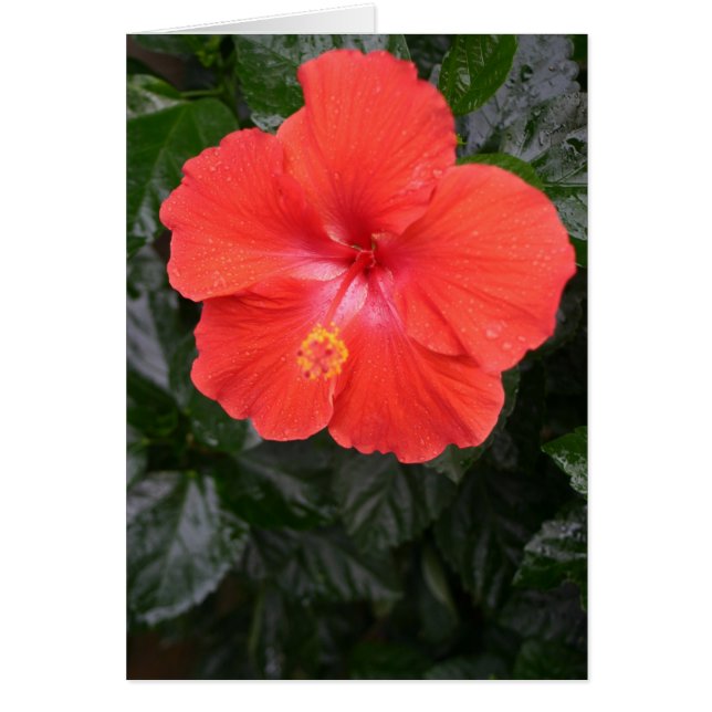 Naranja Hibiscus Flower (Frente)