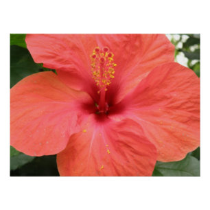 Naranja Hibiscus Flower Macro Poster