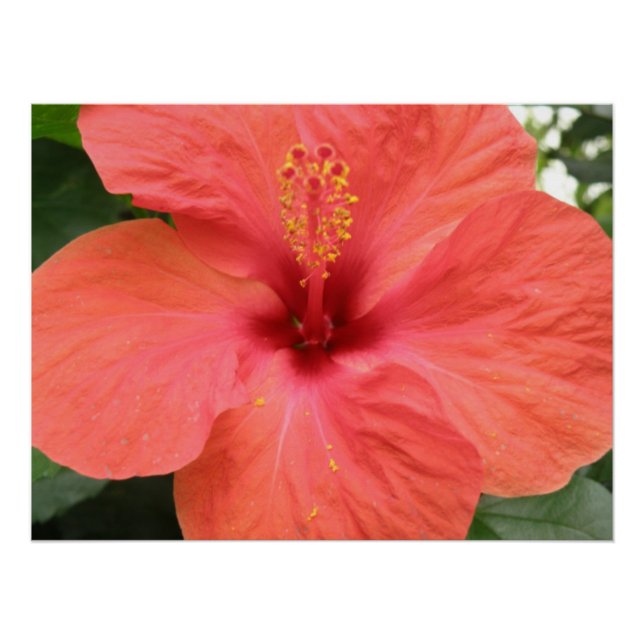 Naranja Hibiscus Flower Macro Poster (Anverso)
