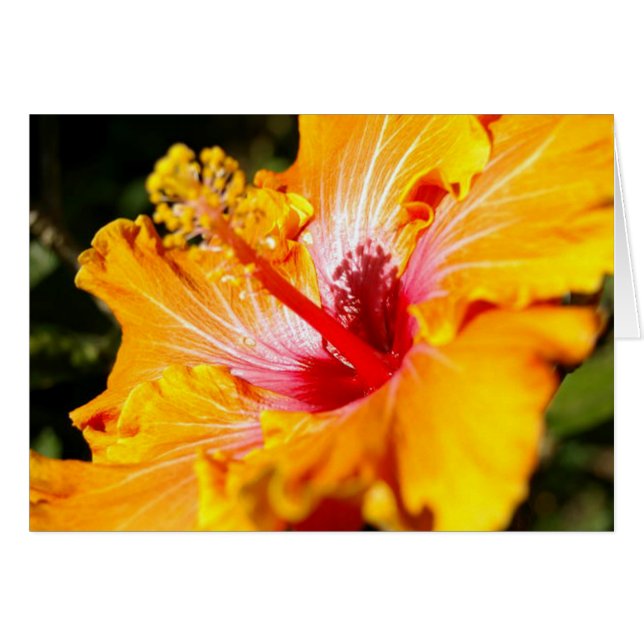 Naranja Hibiscus Flower Side View (Anverso (Horizontal))