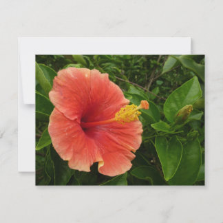Naranja Hibiscus Flower Tropical Floral