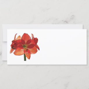 Naranja Hippeastrum Amaryllis