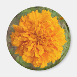 Naranja Imán de clavación