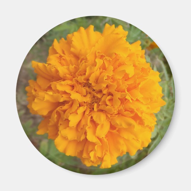 Naranja Imán de clavación (Frente)